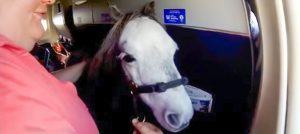 Horse Travel
