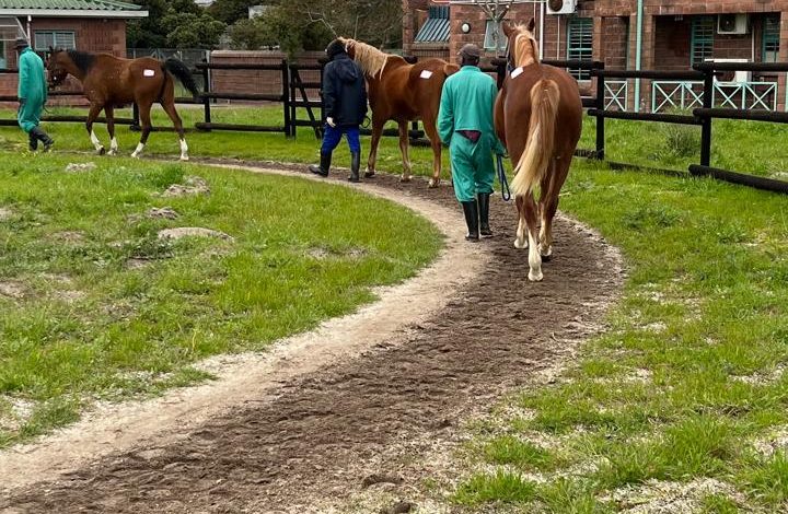 Montague Gardens Quarantine 2